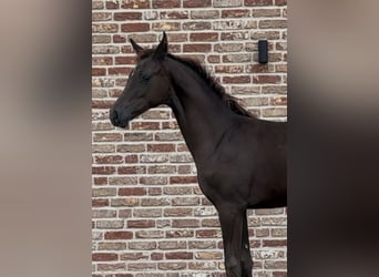 Hannover, Giumenta, 1 Anno, 170 cm, Sauro scuro