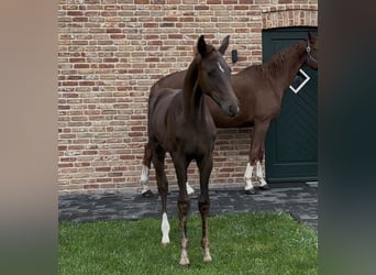 Hannover, Giumenta, 1 Anno, 170 cm, Sauro scuro