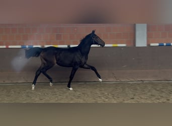 Hannover, Giumenta, 1 Anno, 172 cm, Baio scuro