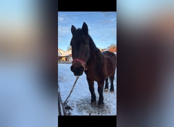 Hannover, Giumenta, 25 Anni, 164 cm, Grigio