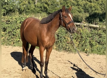 Hannover, Giumenta, 2 Anni, 147 cm, Baio