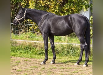 Hannover, Giumenta, 2 Anni, 160 cm, Morello