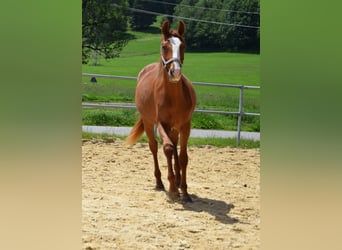 Hannover, Giumenta, 2 Anni, 160 cm, Sauro