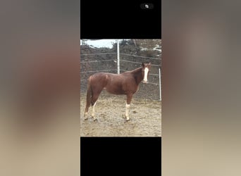 Hannover, Giumenta, 2 Anni, 160 cm, Sauro