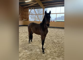 Hannover, Giumenta, 2 Anni, 162 cm, Baio