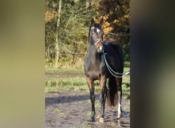 Hannover, Giumenta, 2 Anni, 163 cm, Baio nero