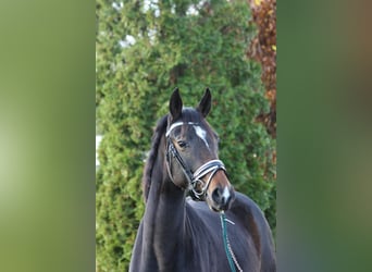 Hannover, Giumenta, 2 Anni, 163 cm, Baio nero