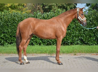 Hannover, Giumenta, 2 Anni, 166 cm, Sauro