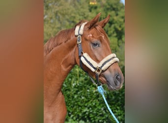 Hannover, Giumenta, 2 Anni, 166 cm, Sauro