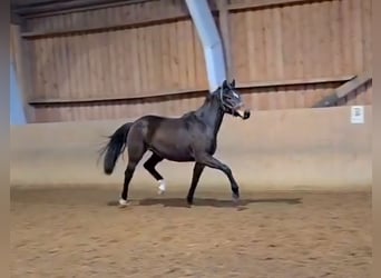 Hannover, Giumenta, 2 Anni, 167 cm, Baio scuro