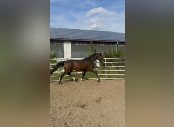 Hannover, Giumenta, 2 Anni, 167 cm, Baio scuro