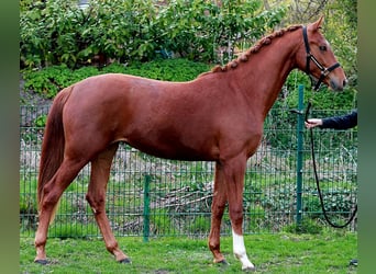 Hannover, Giumenta, 2 Anni, 169 cm, Sauro scuro