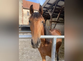 Hannover, Giumenta, 2 Anni, 170 cm, Baio ciliegia