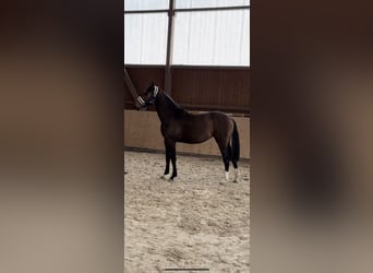 Hannover, Giumenta, 2 Anni, Baio scuro