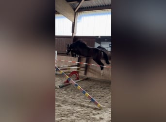 Hannover, Giumenta, 2 Anni, Baio scuro