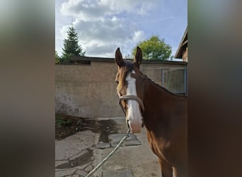 Hannover, Giumenta, 3 Anni, 157 cm, Baio