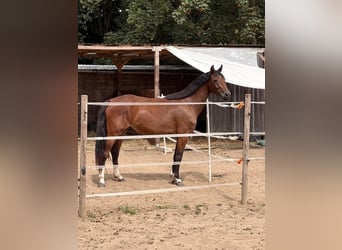 Hannover, Giumenta, 3 Anni, 160 cm, Baio