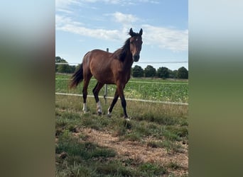 Hannover, Giumenta, 3 Anni, 160 cm, Baio