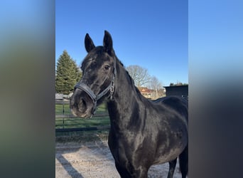 Hannover, Giumenta, 3 Anni, 160 cm, Grigio pezzato