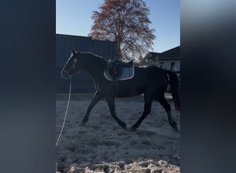 Hannover, Giumenta, 3 Anni, 160 cm, Può diventare grigio