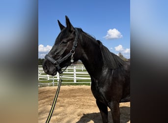 Hannover, Giumenta, 3 Anni, 160 cm, Può diventare grigio