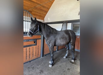 Hannover, Giumenta, 3 Anni, 160 cm, Può diventare grigio