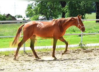 Hannover, Giumenta, 3 Anni, 160 cm, Sauro
