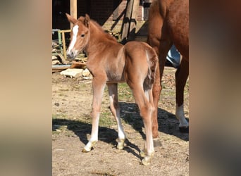 Hannover, Giumenta, 3 Anni, 160 cm, Sauro