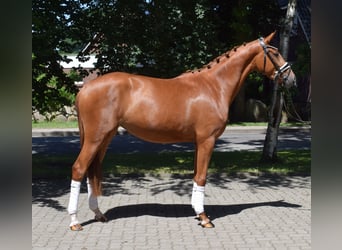 Hannover, Giumenta, 3 Anni, 160 cm, Sauro