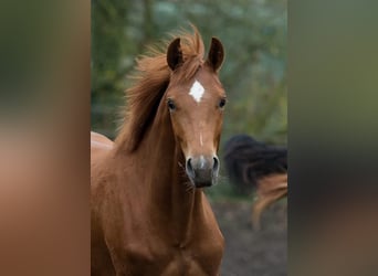Hannover, Giumenta, 3 Anni, 160 cm, Sauro