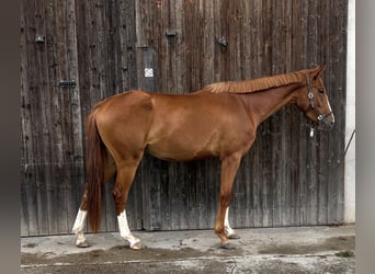 Hannover Mix, Giumenta, 3 Anni, 160 cm, Sauro