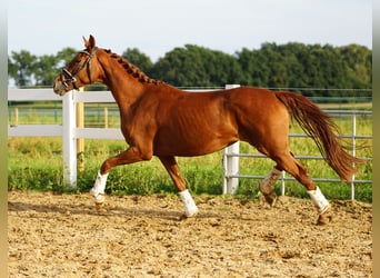 Hannover, Giumenta, 3 Anni, 160 cm, Sauro scuro