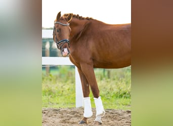 Hannover, Giumenta, 3 Anni, 160 cm, Sauro scuro