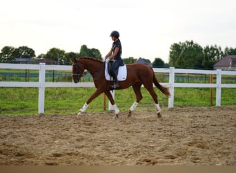 Hannover, Giumenta, 3 Anni, 160 cm, Sauro scuro