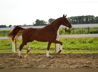 Hannover, Giumenta, 3 Anni, 160 cm, Sauro scuro