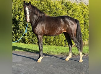 Hannover, Giumenta, 3 Anni, 161 cm, Baio nero