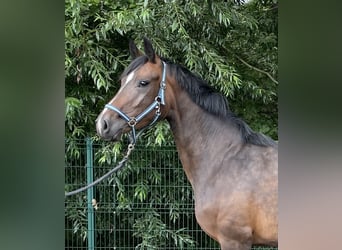 Hannover, Giumenta, 3 Anni, 162 cm, Baio