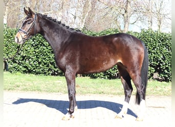 Hannover, Giumenta, 3 Anni, 162 cm, Baio scuro