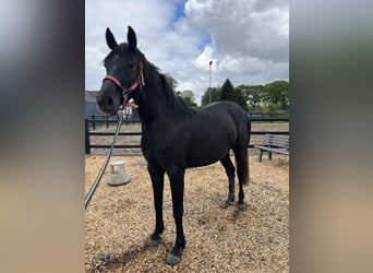 Hannover, Giumenta, 3 Anni, 162 cm, Può diventare grigio