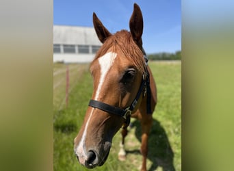 Hannover, Giumenta, 3 Anni, 162 cm, Sauro