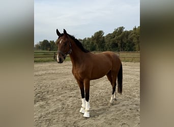 Hannover, Giumenta, 3 Anni, 163 cm, Baio