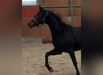 Hannover, Giumenta, 3 Anni, 163 cm, Baio scuro