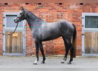 Hannover, Giumenta, 3 Anni, 163 cm, Grigio