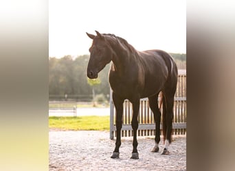 Hannover, Giumenta, 3 Anni, 163 cm, Morello