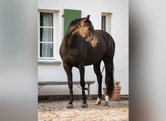 Hannover, Giumenta, 3 Anni, 163 cm, Morello