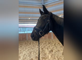 Hannover, Giumenta, 3 Anni, 163 cm, Morello