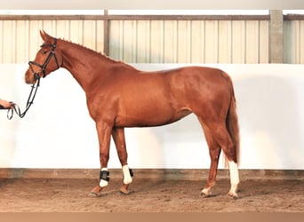 Hannover, Giumenta, 3 Anni, 163 cm, Sauro