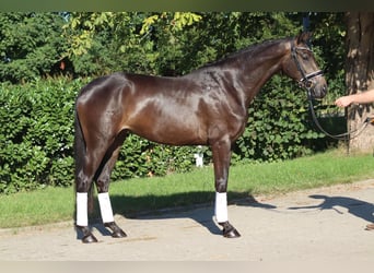 Hannover, Giumenta, 3 Anni, 165 cm, Baio