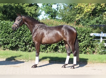 Hannover, Giumenta, 3 Anni, 165 cm, Baio