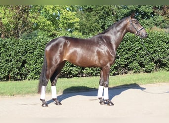 Hannover, Giumenta, 3 Anni, 165 cm, Baio